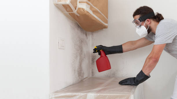 Professional Mold Cleanup technician working in Nederland, TX