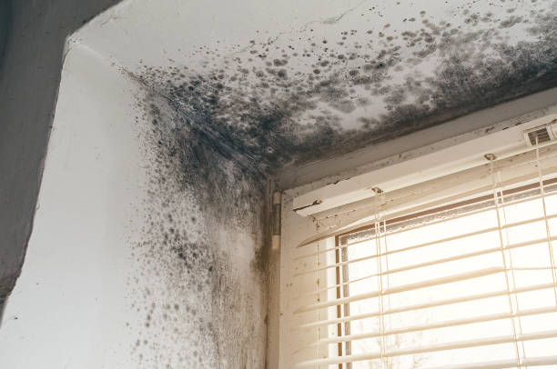 Affordable Mold Cleanup solutions in Nederland, TX